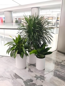 宁波杭州湾花木租摆，价格超实惠，装点你的空间！